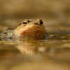 Ropucha obecna - Bufo bufo - European Toad 9756